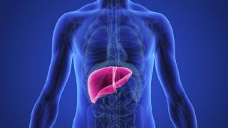 Кои са „тихите” чернодробни инфекции и как се лекуват