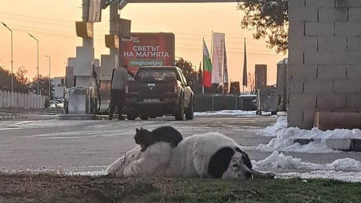 Тези СНИМКИ на куче и котка в Карлово умилиха мрежата