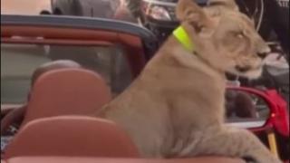Лъв в тузарската кола! Това само жена може да го направи ВИДЕО