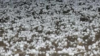 В Трявна гледат и не вярват на очите си, такова чудо насред зима не е било ВИДЕО 