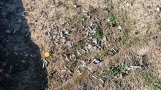 Това плаши повече от труповете: Потресаваща гледка на гробището в Мало Конаре СНИМКИ