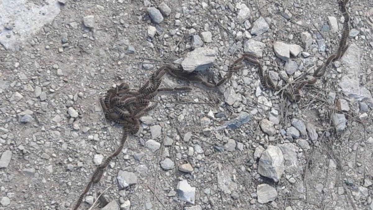 Внимание: В Стара Загора пропищяха от опасна...