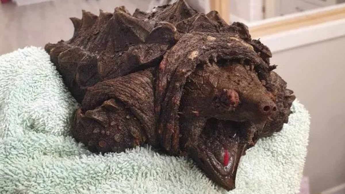 Ужасяващ звяр скита из САЩ: Месояден е, а захапе ли пробива кост! Зловещи СНИМКИ 18+