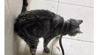 Не е за вярване как тази жена спаси котката си от смъртоносна опасност