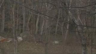 Мъж се справи с голи ръце с хищник, който го атакува