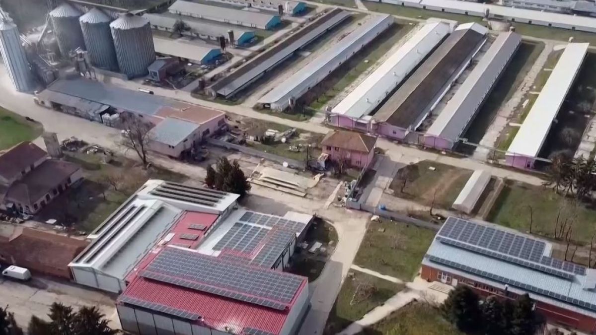 За 5 месеца 120 кг: Прасенца от ценна нова порода "Черен ангел" се родиха у нас ВИДЕО