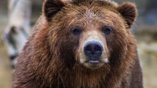 Мечок потроши кола заради подарък за Свети Валентин ВИДЕО