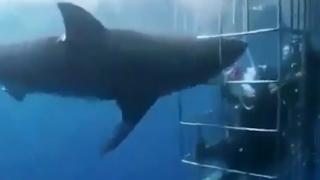 ВИДЕО 18+ показва как голяма акула се опитва да влезе в клетката на дайвър, но след това...
