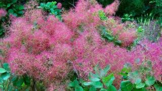 Дори не подозираме за тези чудни свойства на смрадликата