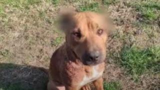 Брутална агресия взриви Русе 