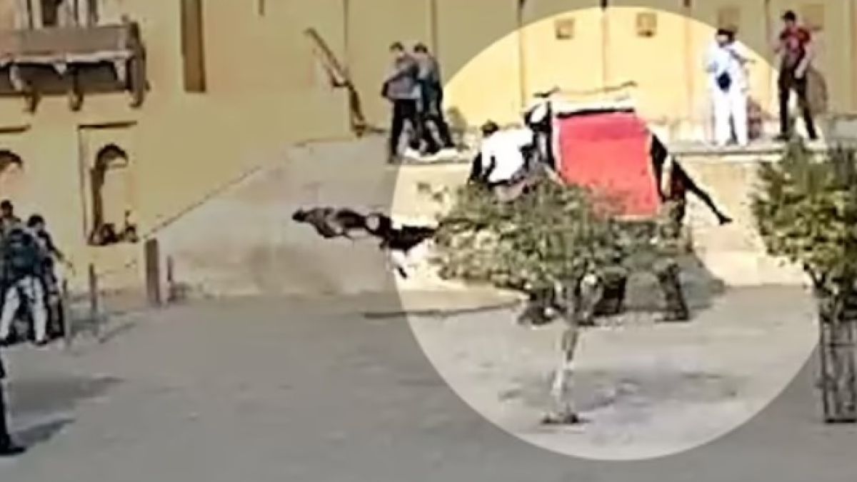 ВИДЕО запечата как разярен слон хвърли с хобота туристка на земята 