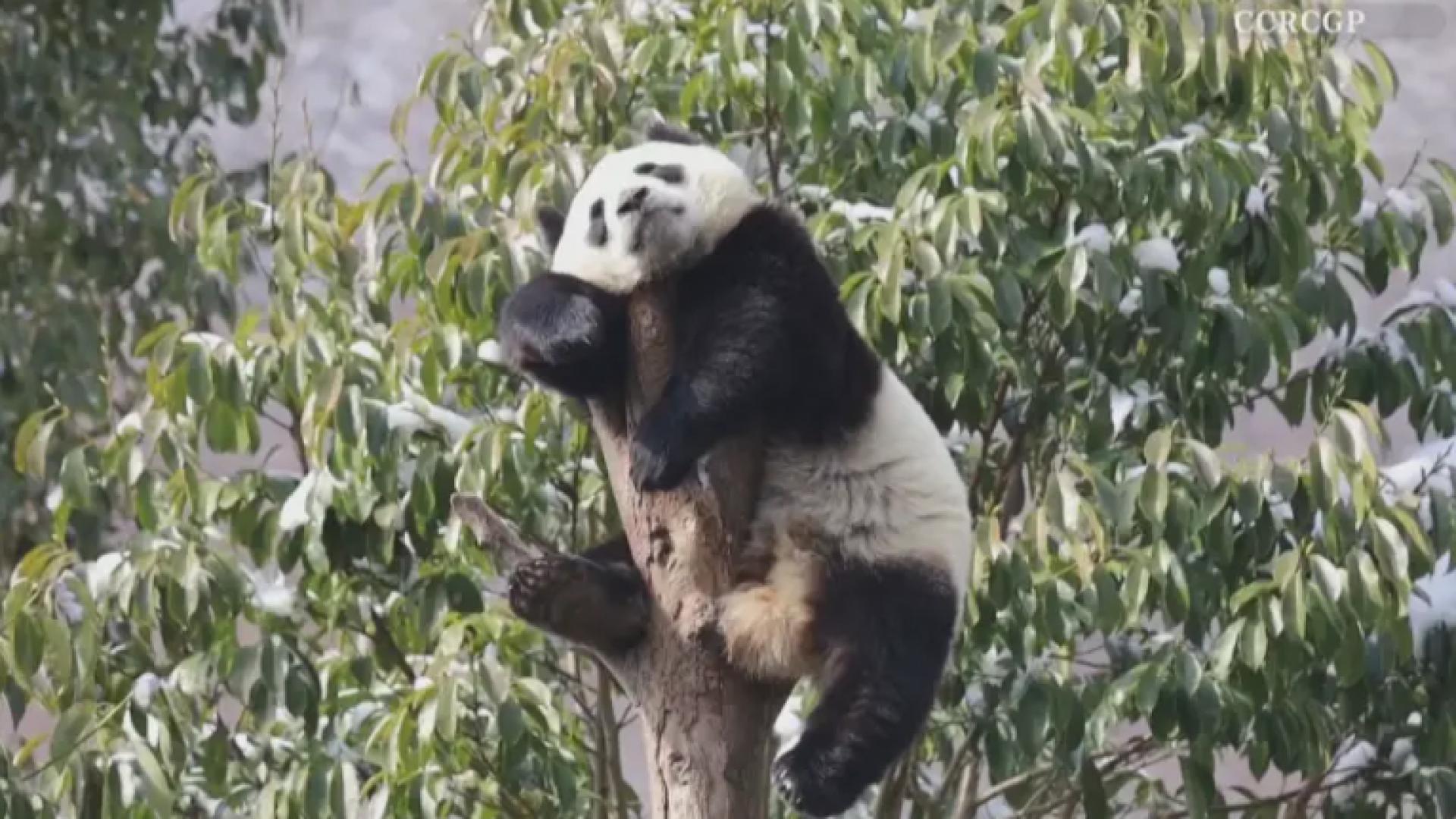 Панда заспа в очарователна поза на клон СНИМКА