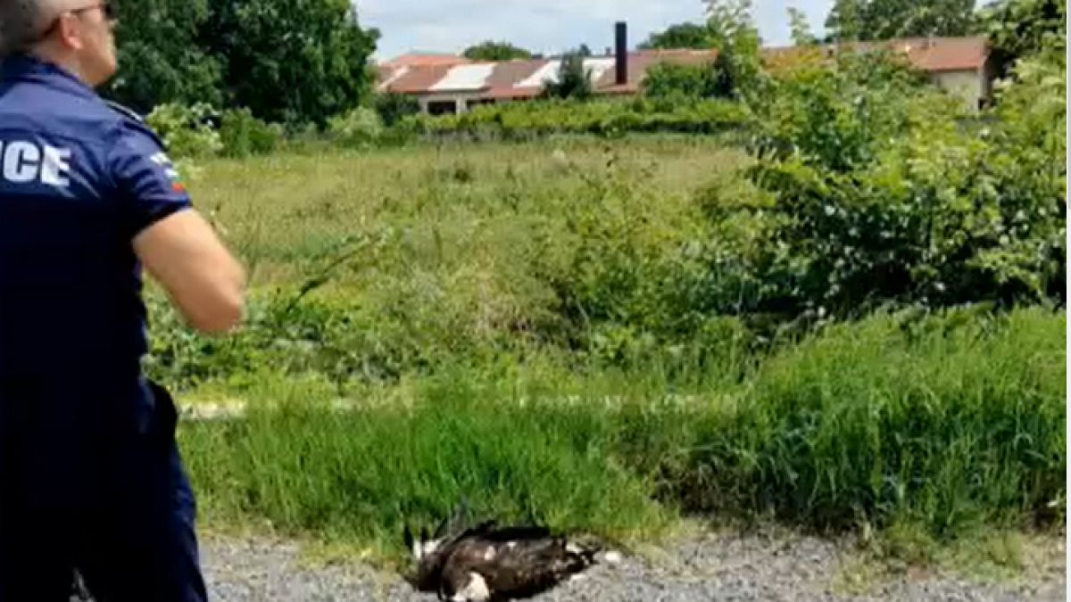 Мор в Странджа, откриха трупове на...