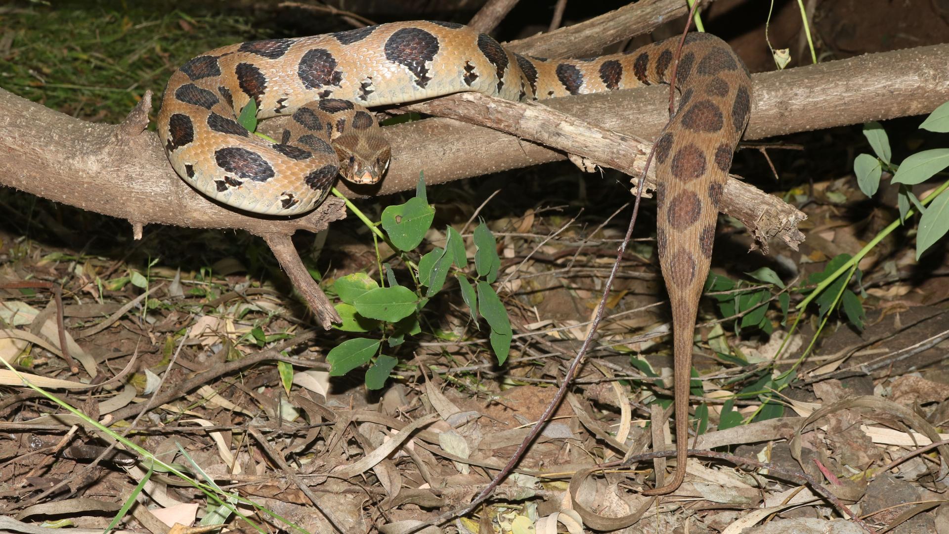 Ето как цяла община си реши проблема със змиите
