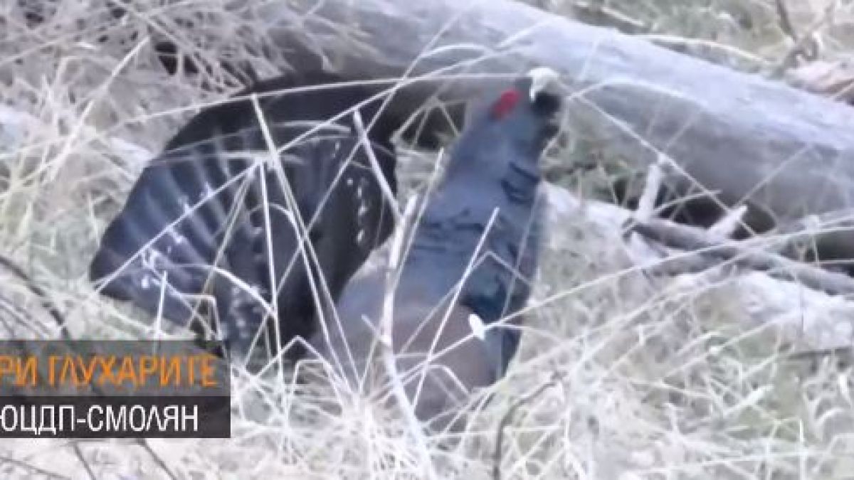 Заснеха рядка и много потайна птица в Родопите! Сензационно ВИДЕО