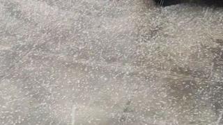 Нетипична за зимата стихия удари Чирпан ВИДЕО 