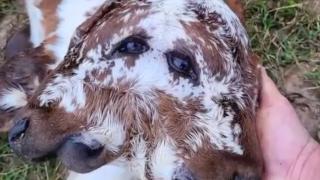 1 на 400 млн.: Хората се надпреварват да дават пари за това уникално животно СНИМКА 