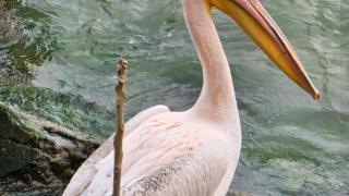 Бягство от решетките във Варна, повечето местни се молят да не хванат беглеца ВИДЕО