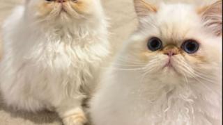 Холивудска звезда мина през ада, в дома й откриха труповете на... ВИДЕО