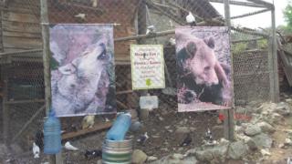 Коварен план! Спират АМ "Струма" с умрял преди 6 г. вълк 