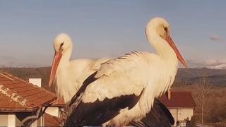 Ликувайте! Най-известните предвестници на пролетта вече са в България ВИДЕО