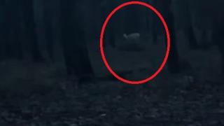 Кметът на Царево засне нещо уникално в гората, всички притаиха дъх ВИДЕО  