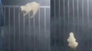 Ловък котарак изуми мрежата с виртуозните си нинджа умения ВИДЕО