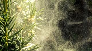 Забравили сте тази билка, а лекува всичко от - до 