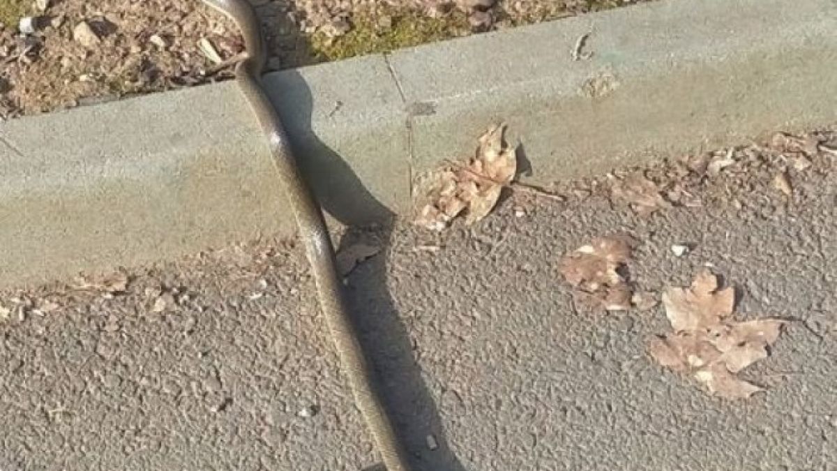 Опасна напаст плъзна в парк в столичния "Люлин" СНИМКА 