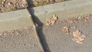 Опасна напаст плъзна в парк в столичния "Люлин" СНИМКА 