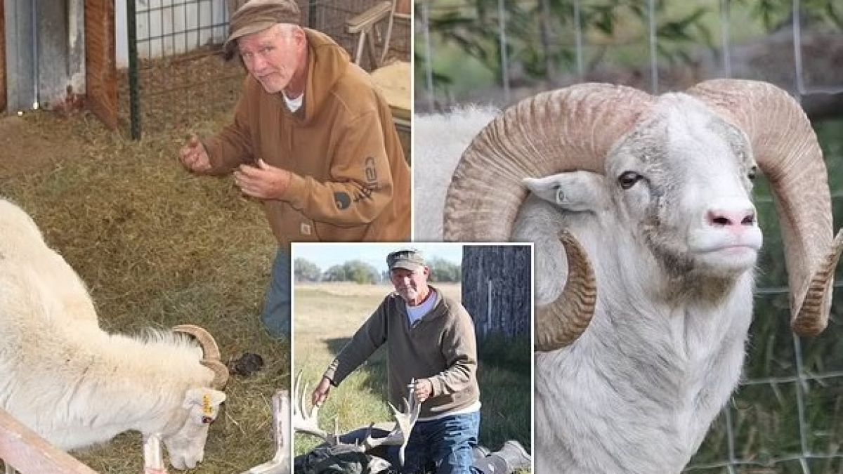 Зъл генетик създава овца убиец, за да я използва като куче, можело да затрие света 