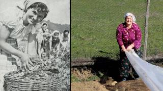 Преди над 40 г. всички в България беряха кафявото злато и взимаха тлъсти пачки, а сега... ВИДЕО