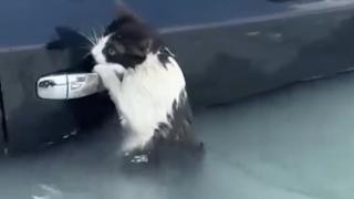 Котенце, вкопчило се с нокти в живота, разплака мрежата ВИДЕО 