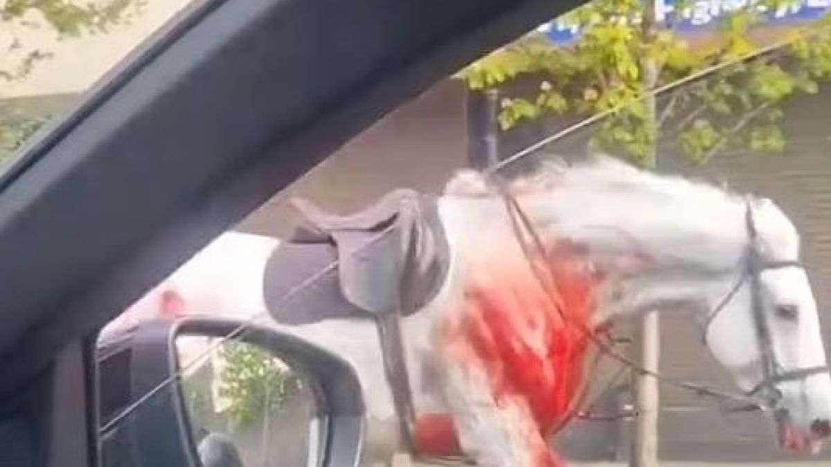 Ужас в Лондон! Окървавени кралски коне се разбягаха по улиците, има ранени войници ВИДЕО 18+