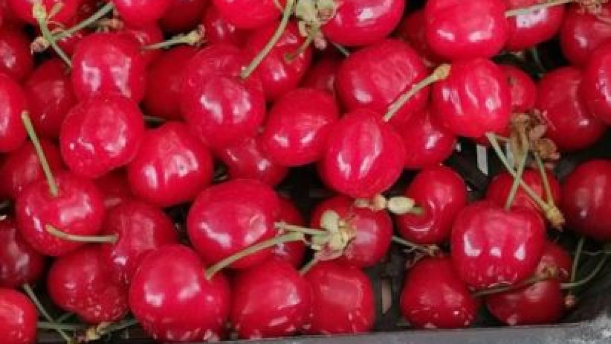 Пловдивчани гледат цената на първите череши и реват СНИМКА 