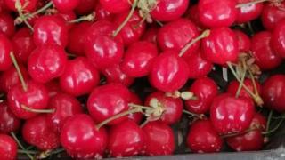 Пловдивчани гледат цената на първите череши и реват СНИМКА 