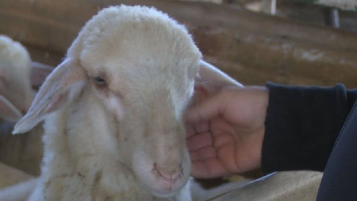 Българското агнешко изчезва, ще ядем само внос