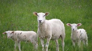 Истина ли е? Половин милион агнета лягат под ножа