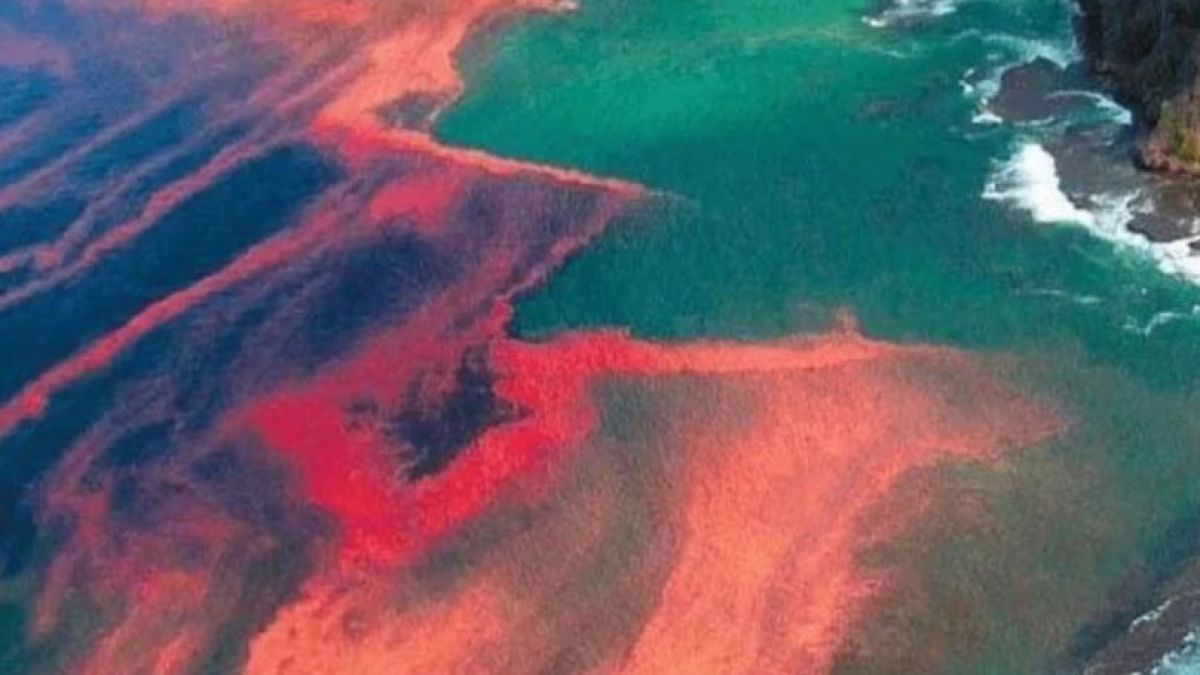 Червен кошмар в Мраморно море, наред е Черно море