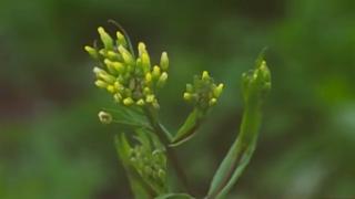 Що е камелина? В България има 10 дка с необичайното растение ВИДЕО