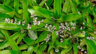 Листата на това стайно растение се оказаха истинско злато, имате ли го вкъщи?