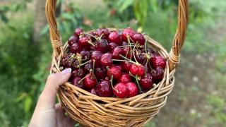 Само ще ги миришем: Черешите поскъпват още!