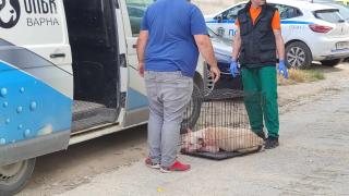 Първи СНИМКИ на питбула убиец на 38-г. жена във Варна