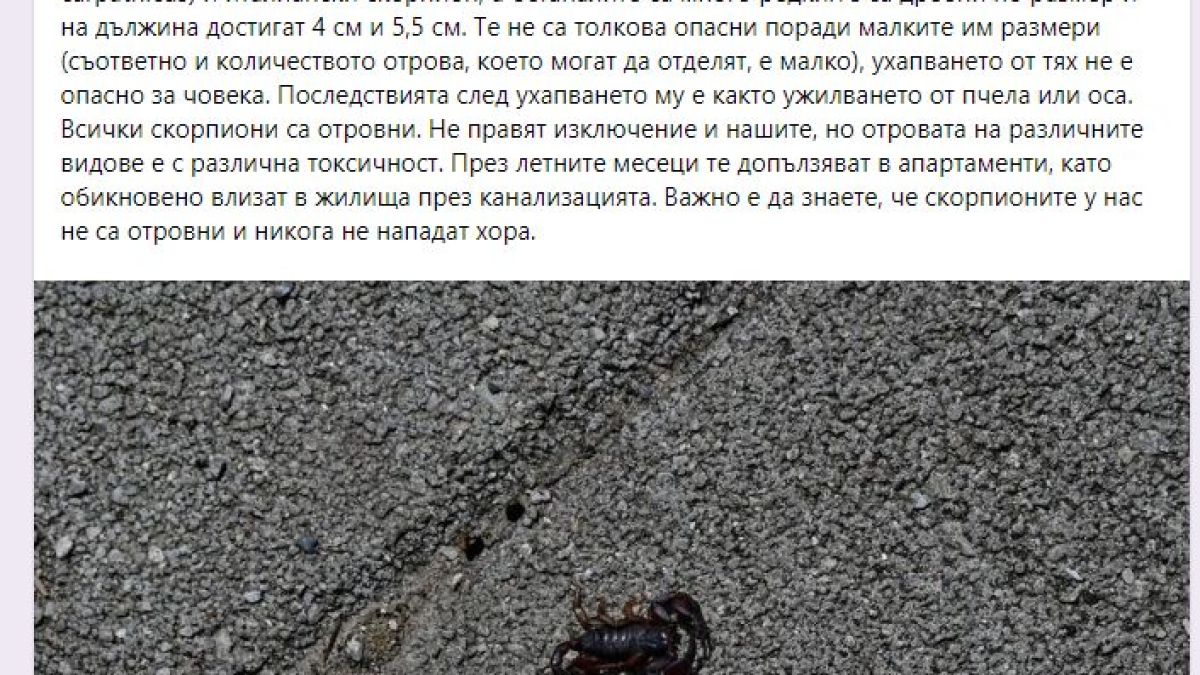 Малцина знаят, че тези отровни животни живеят у нас, но софиянец улови едно на СНИМКА