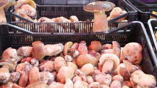 Продават отровни гъби в България