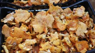 Ние сме това, което ядем - 6 храни, които се смятат за лечебни