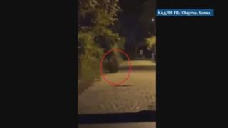 След като мечка нахлу в столичен квартал: В никакъв случай не правете това!