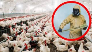 Ужасът се повтаря: Убиват над 500 000 животни заради птичи грип!