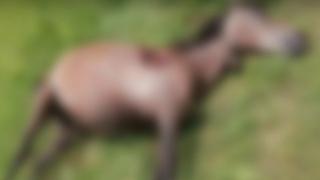 Масово убийство в Етрополе: Откриха поле, осеяно с трупове СНИМКИ 18+