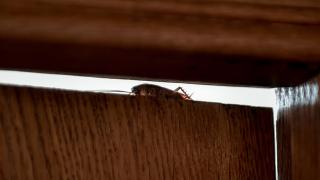 Страшна напаст удари Гърция 